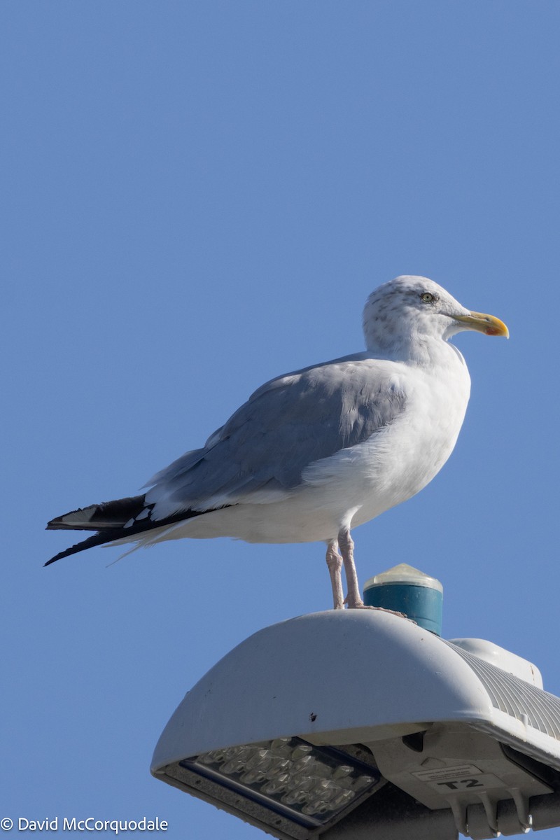 Herring Gull (American) - ML623873966