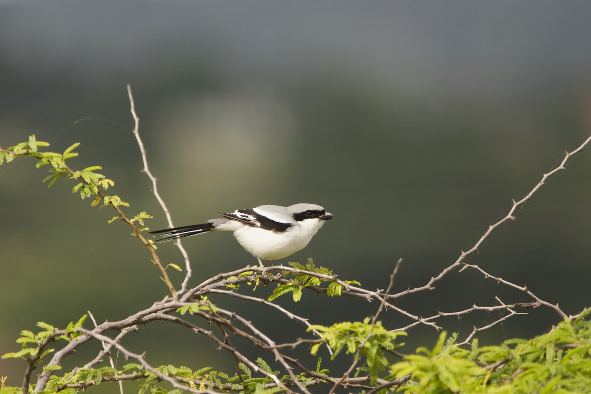 Great Gray Shrike - ML623873967