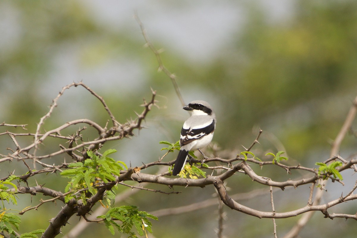 Great Gray Shrike - ML623873970