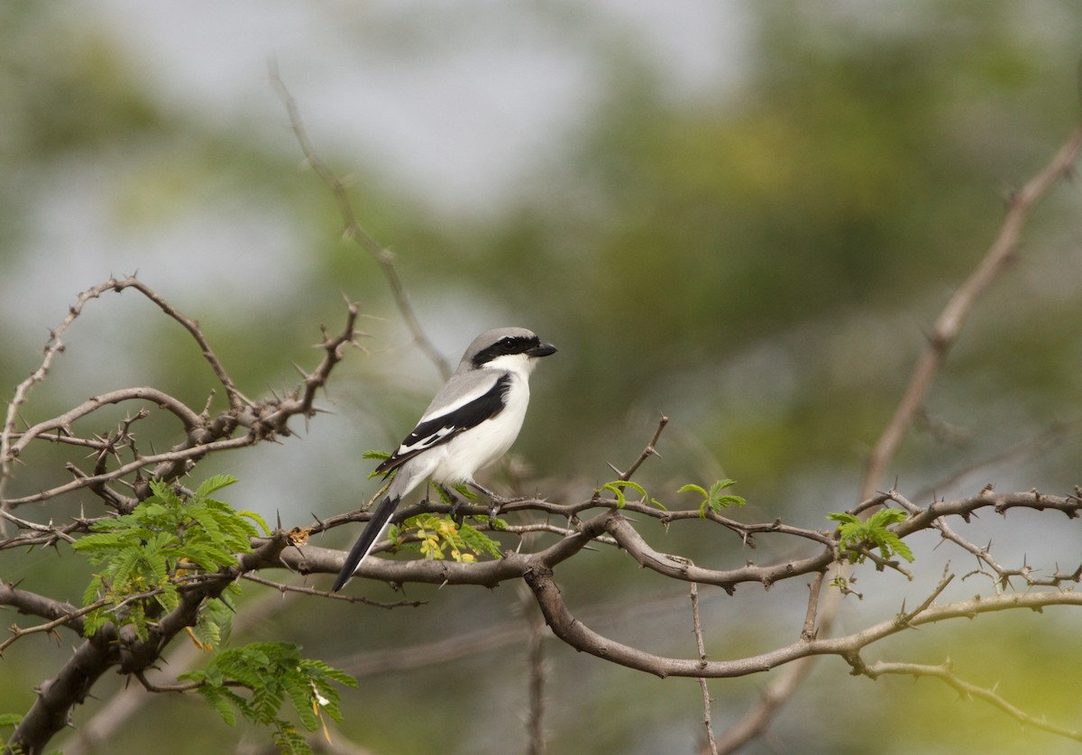 Great Gray Shrike - Abhijeet  Avate