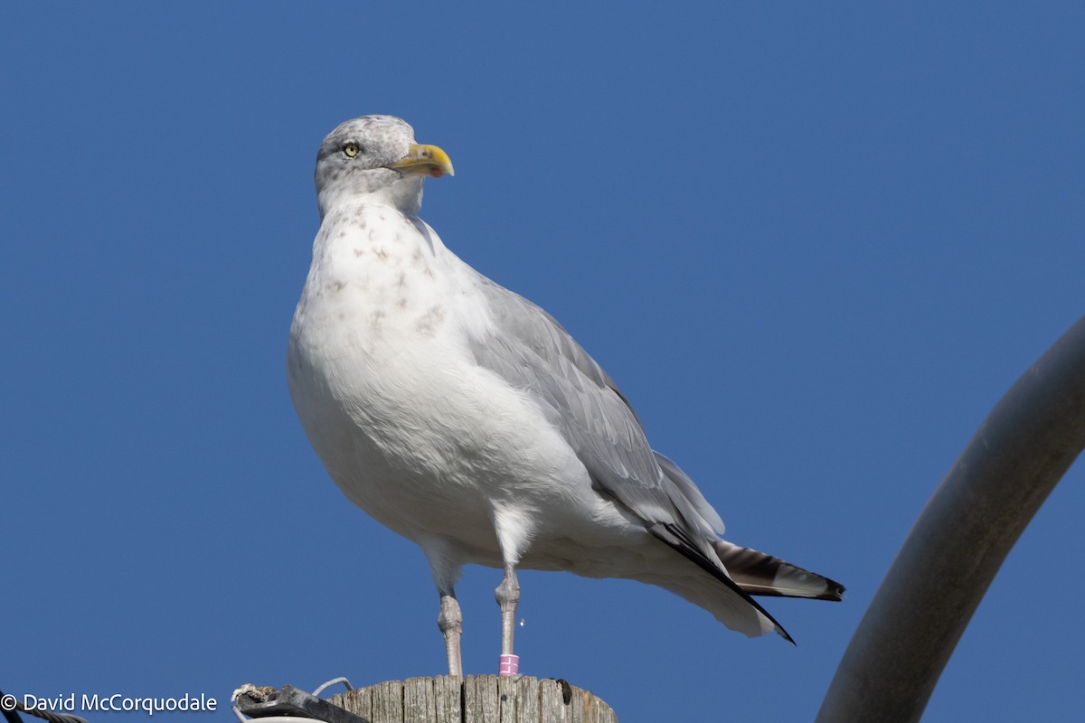 Herring Gull (American) - ML623873974