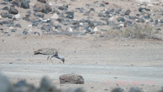 Houbara Bustard (Canary Is.) - ML623874007