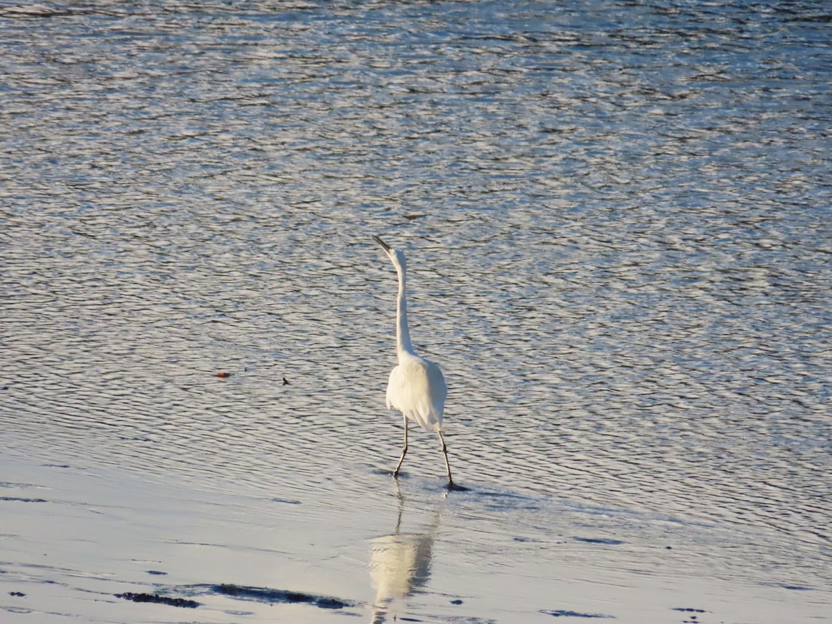 Little Egret - ML623874028