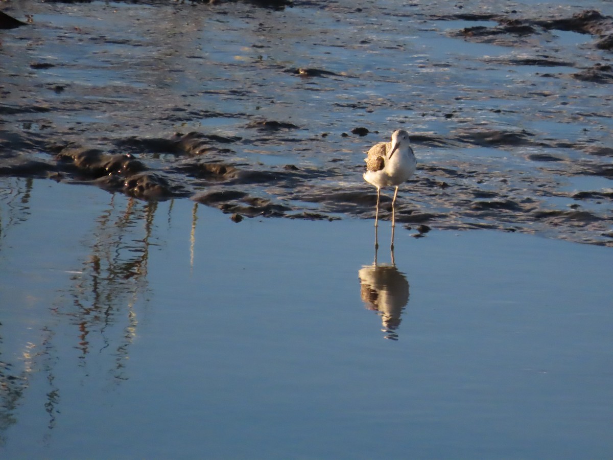 Common Greenshank - 韋勳 陳