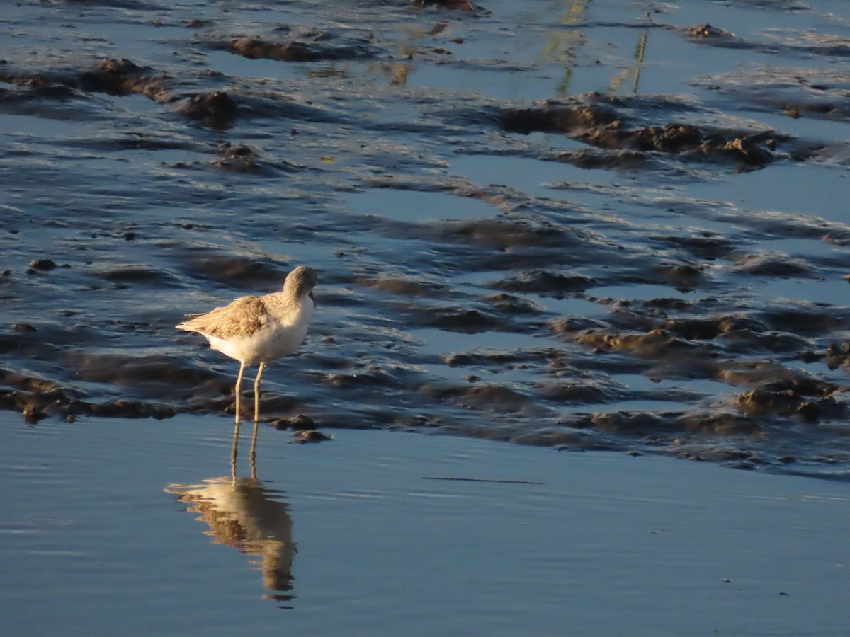 Common Greenshank - ML623874040