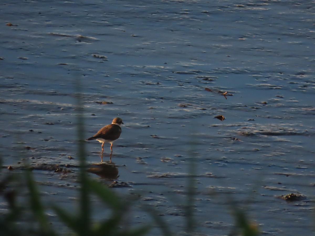 Little Ringed Plover - ML623874046