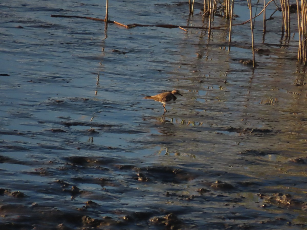 Little Ringed Plover - ML623874047