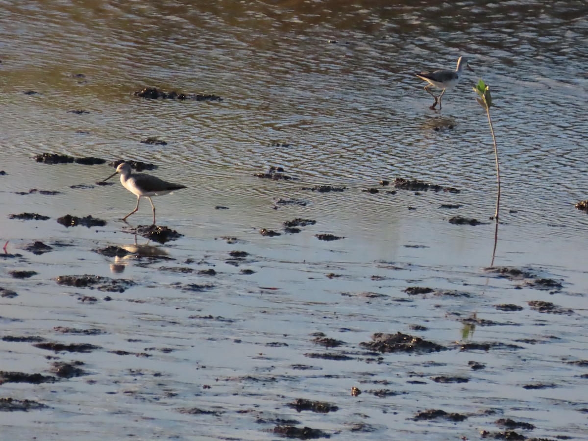 Common Greenshank - 韋勳 陳