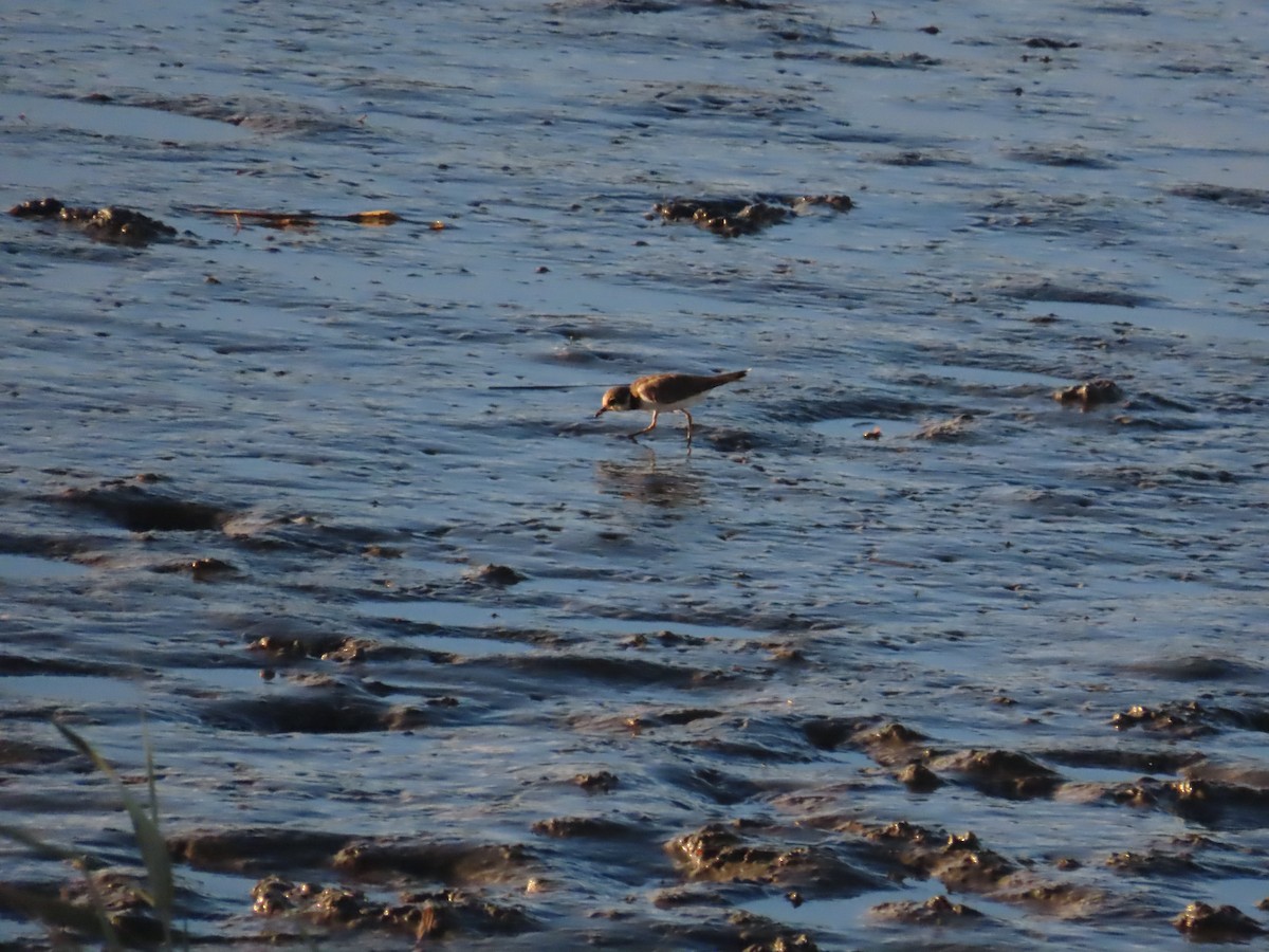 Little Ringed Plover - 韋勳 陳