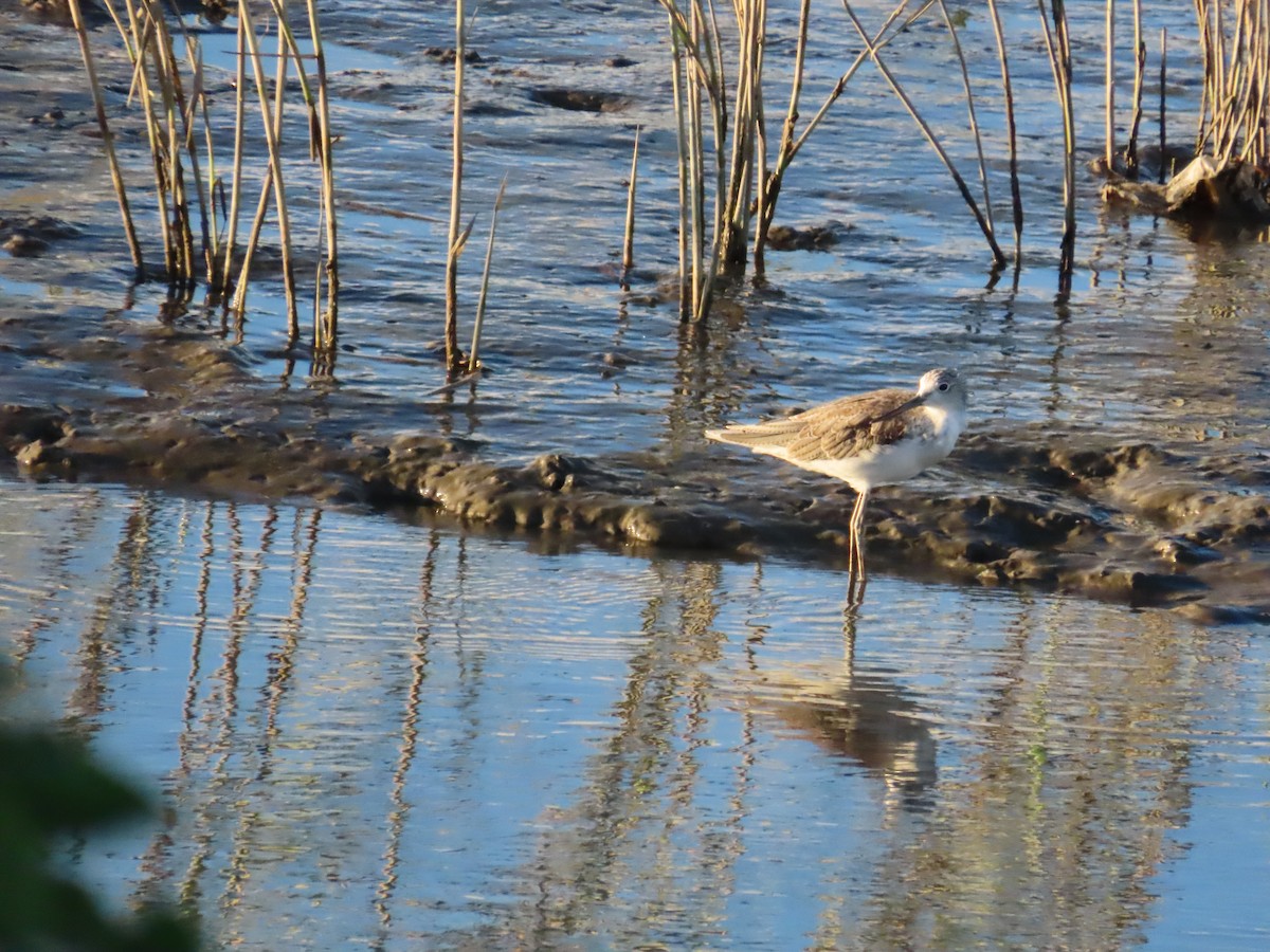 Common Greenshank - ML623874062