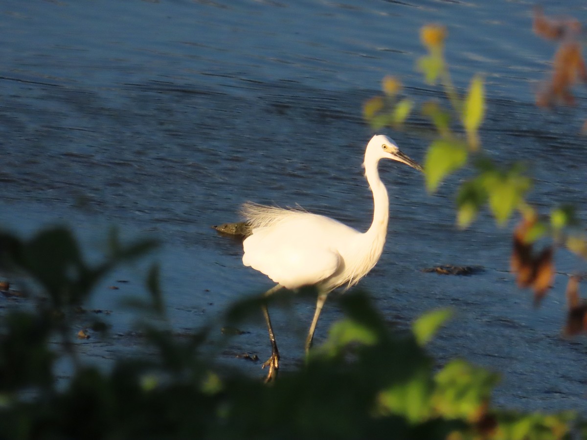 Little Egret - ML623874066