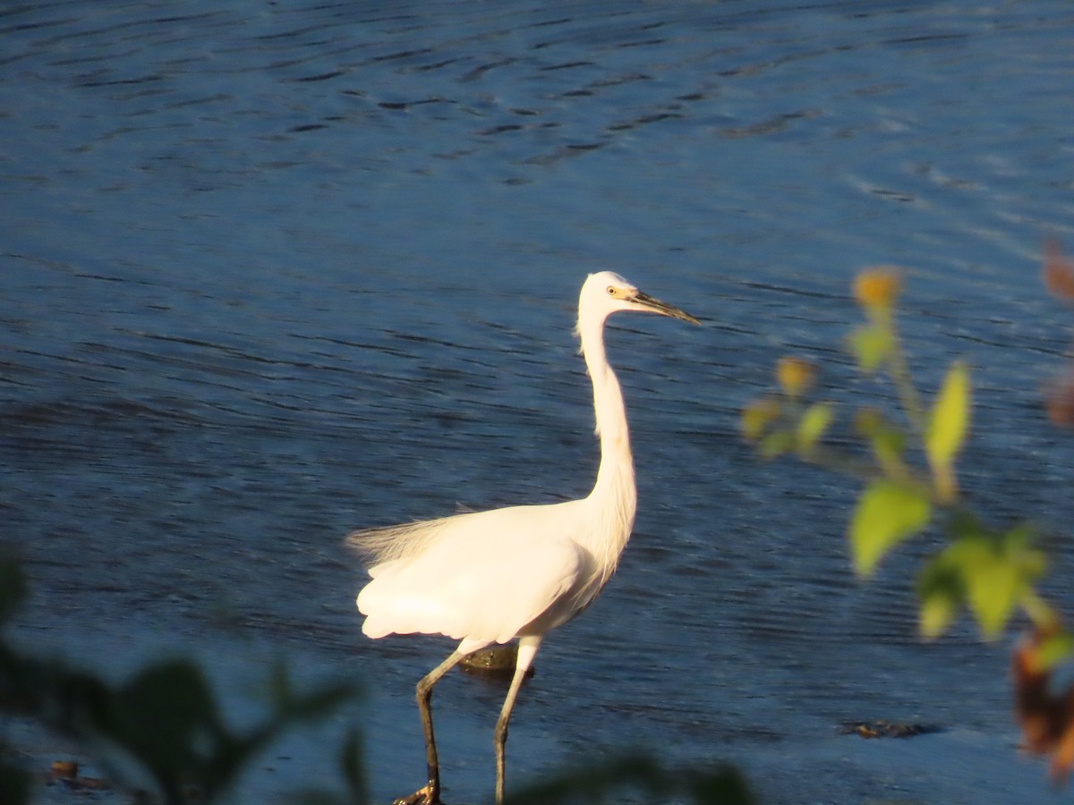 Little Egret - ML623874067