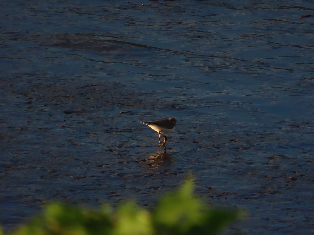 Little Ringed Plover - ML623874074