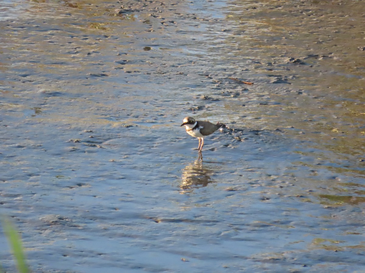 Little Ringed Plover - 韋勳 陳