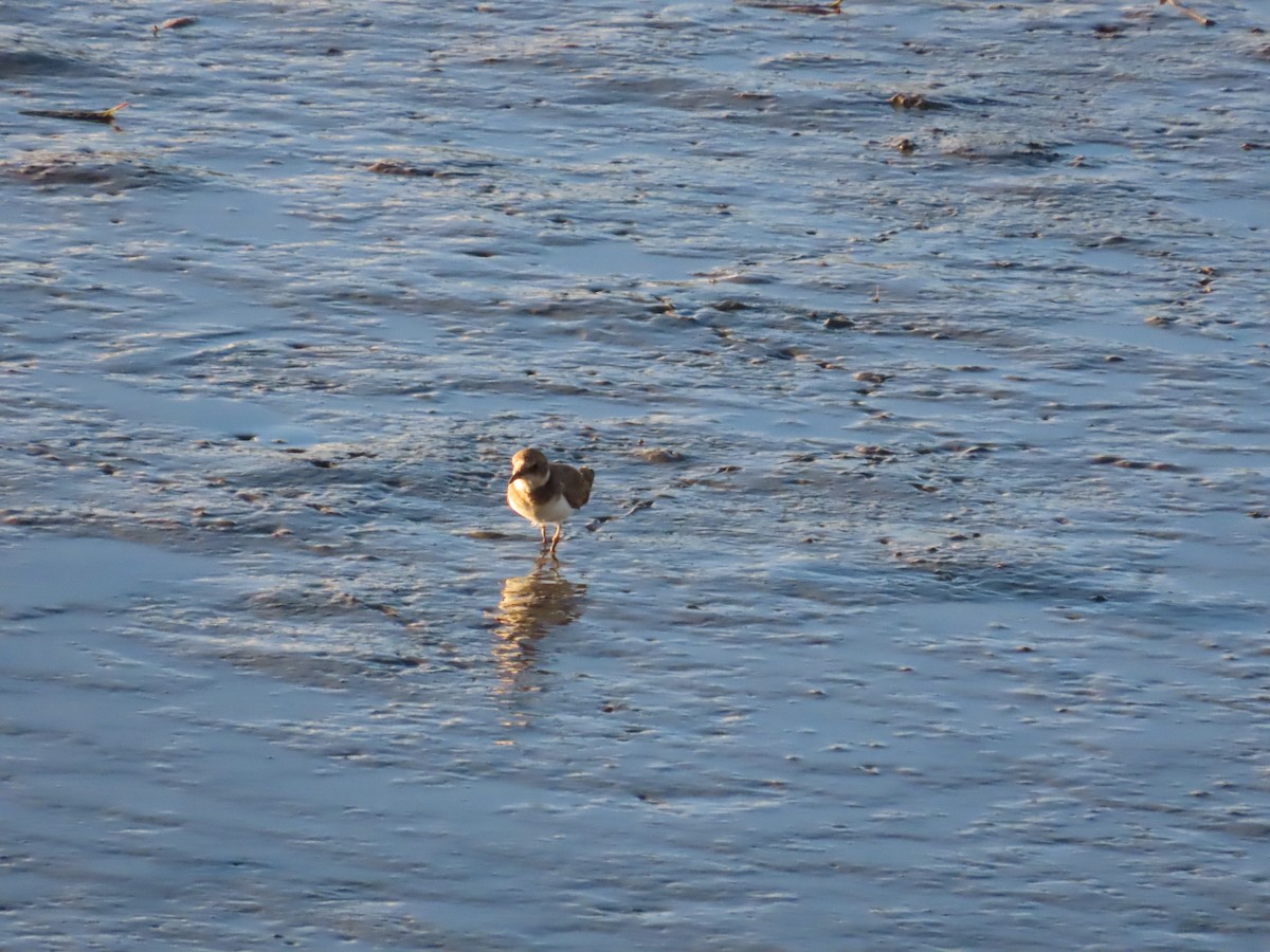 Little Ringed Plover - ML623874076