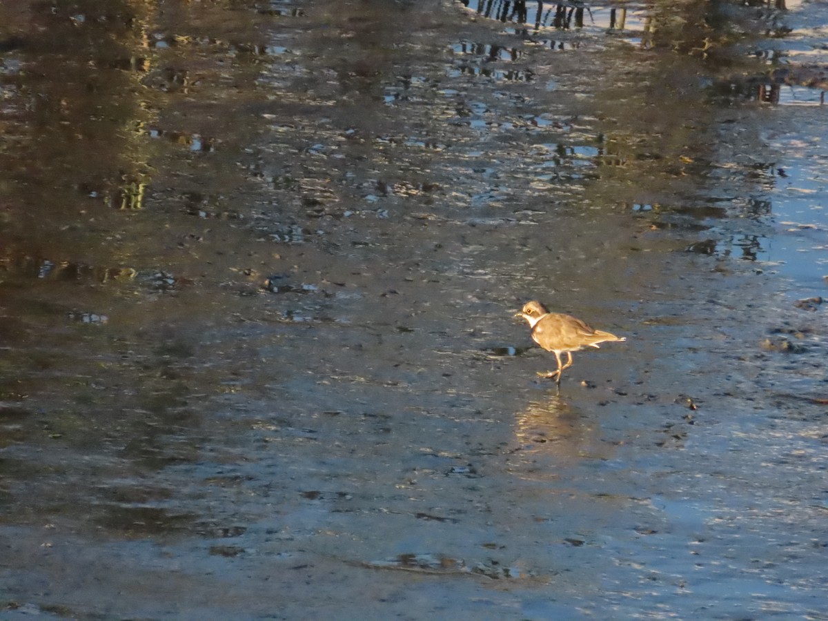 Little Ringed Plover - ML623874077