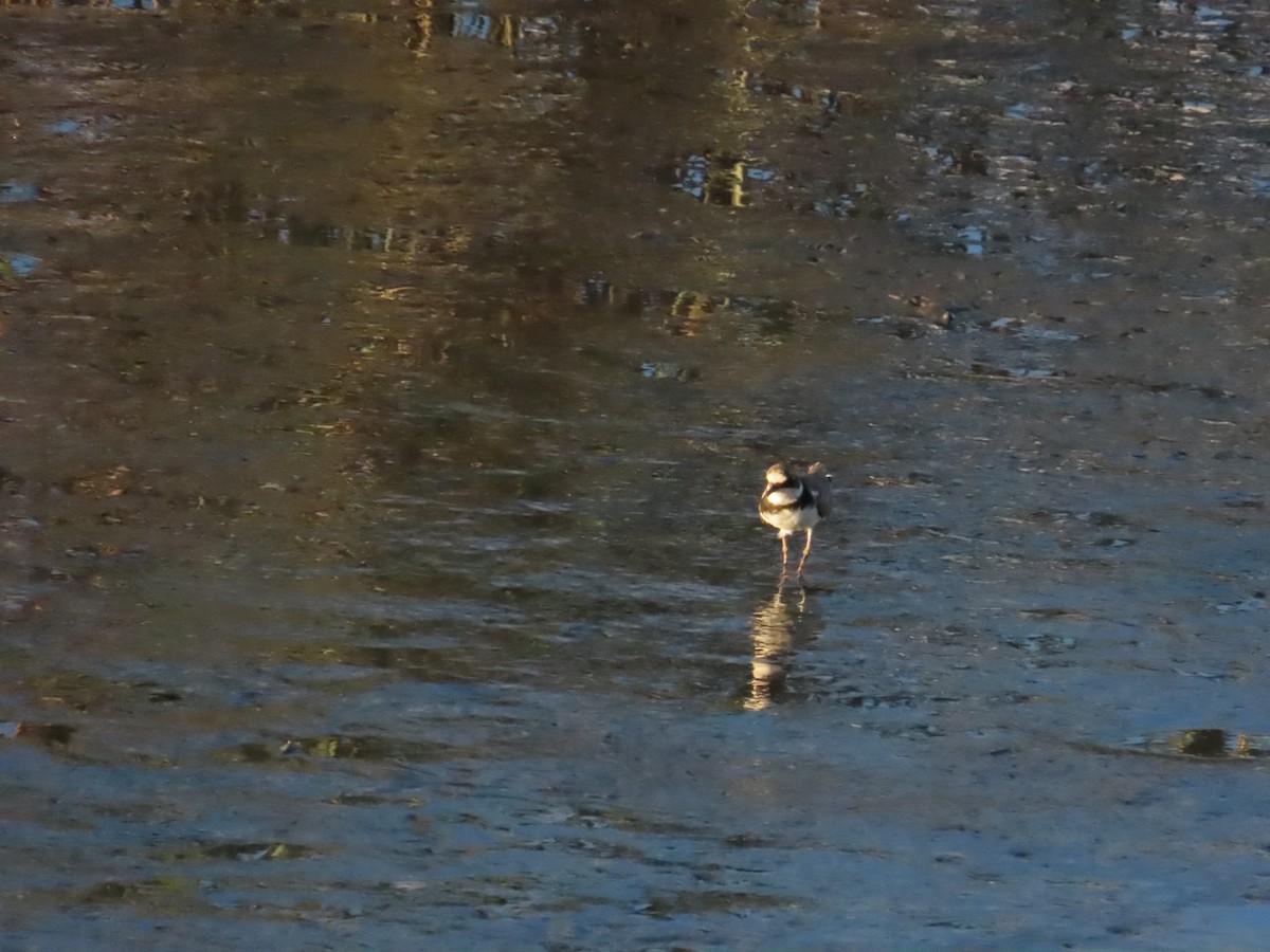 Little Ringed Plover - ML623874078