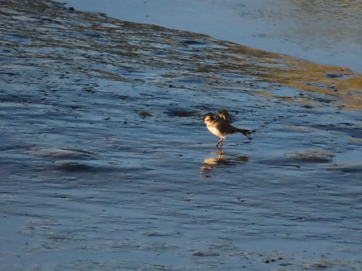 Little Ringed Plover - ML623874079