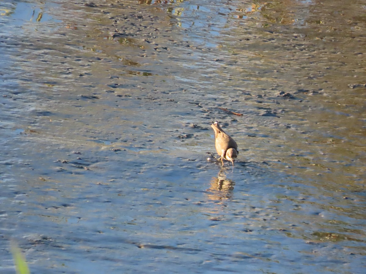 Little Ringed Plover - ML623874080