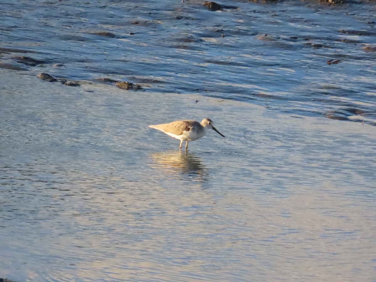 Common Greenshank - ML623874090