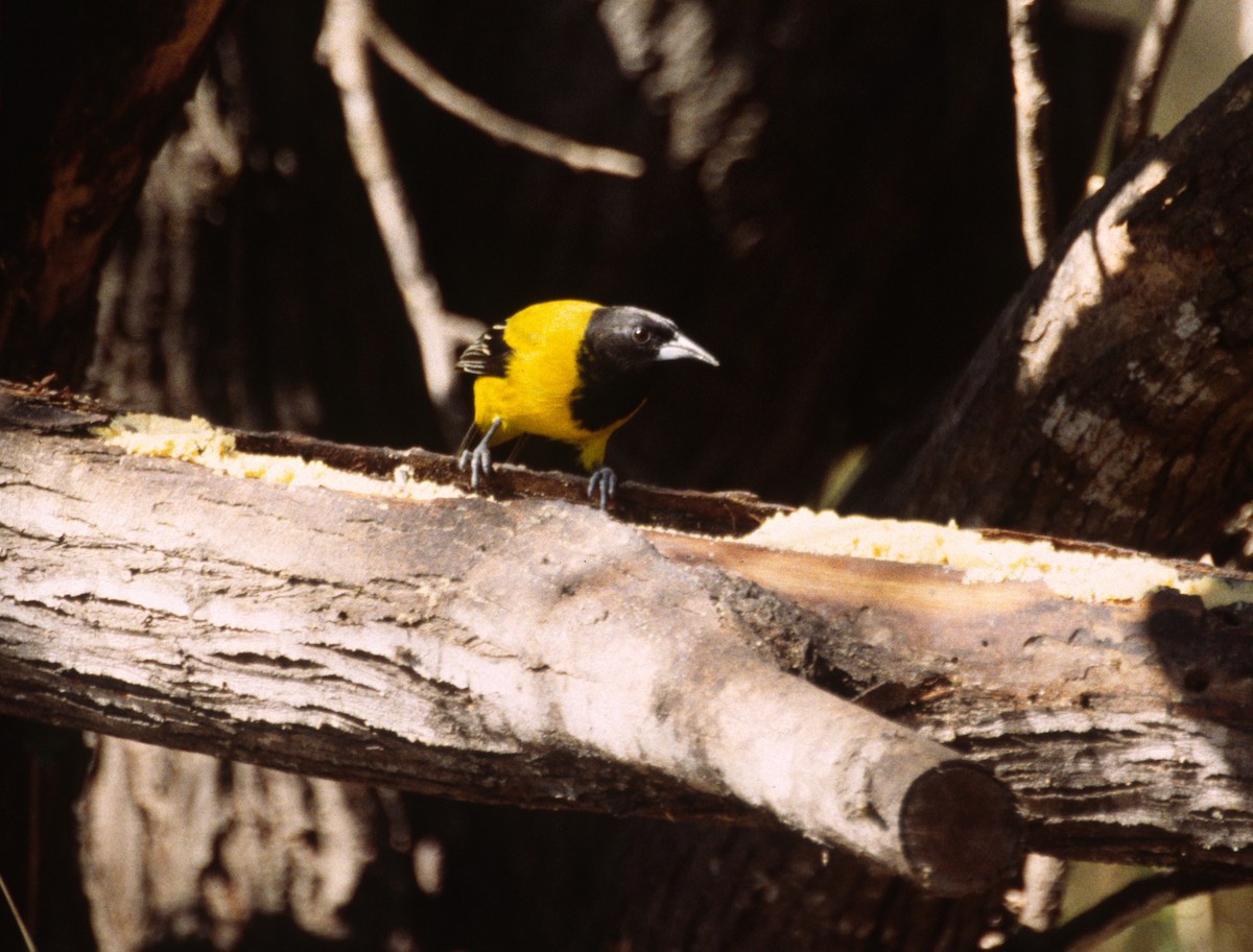 Audubon's Oriole - ML623874091