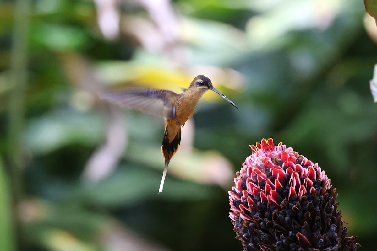 Koepckeschattenkolibri - ML623874092