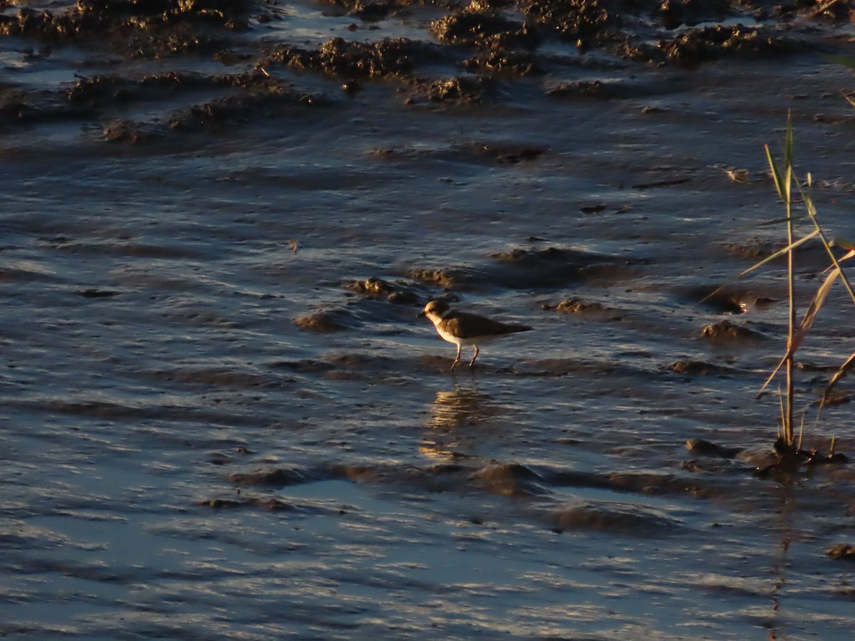 Little Ringed Plover - ML623874094