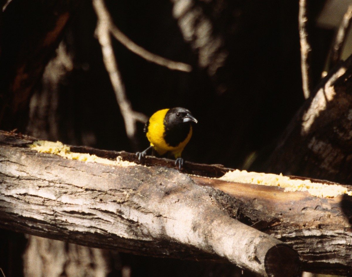 Audubon's Oriole - ML623874095