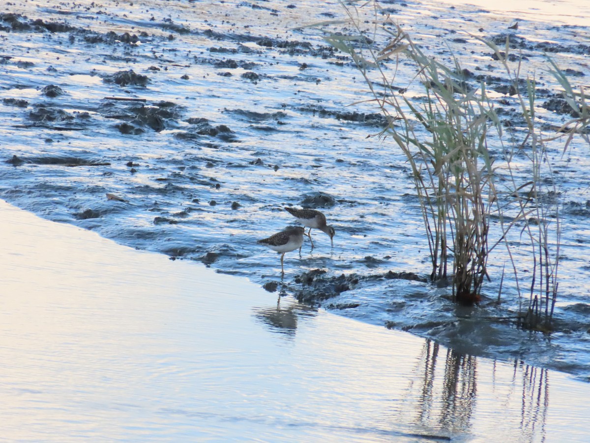 Wood Sandpiper - ML623874102