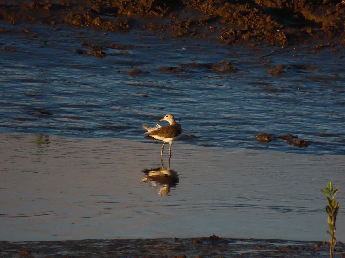 Common Greenshank - ML623874111