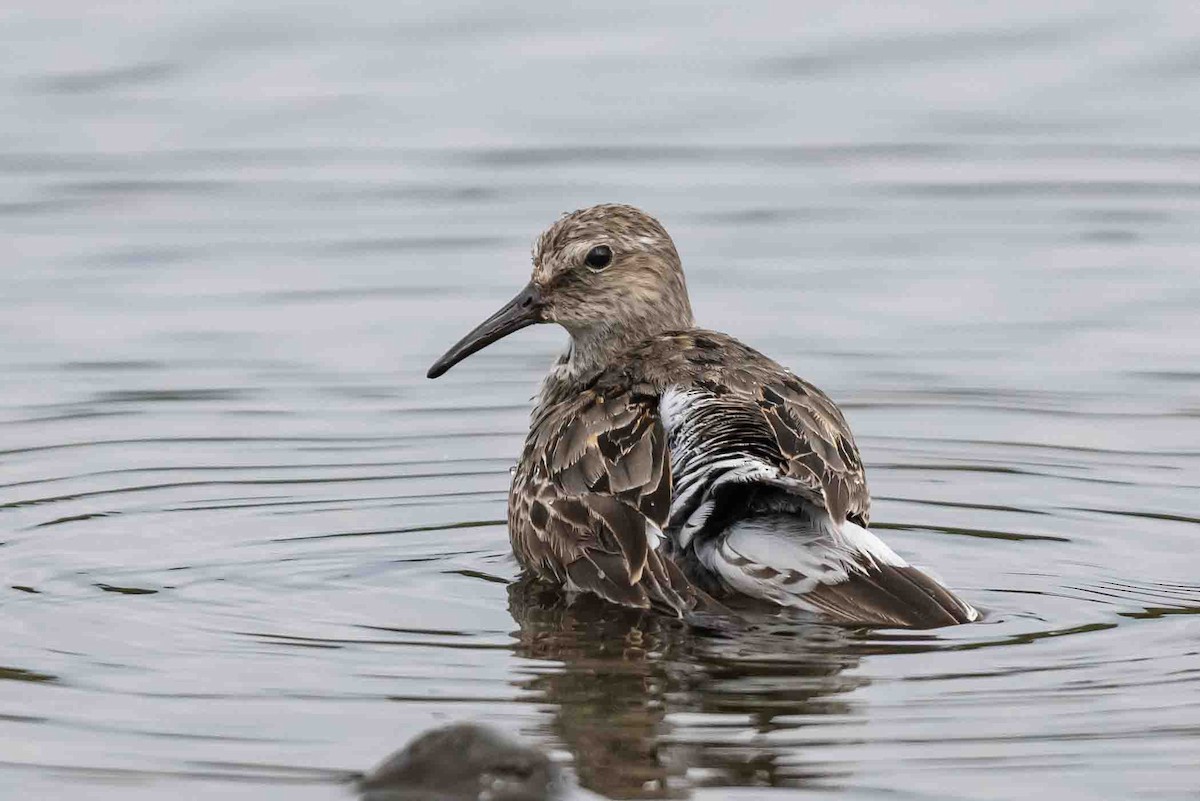 White-rumped Sandpiper - Frank King