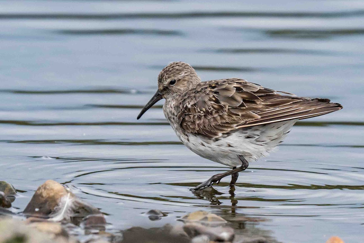 White-rumped Sandpiper - ML623874141