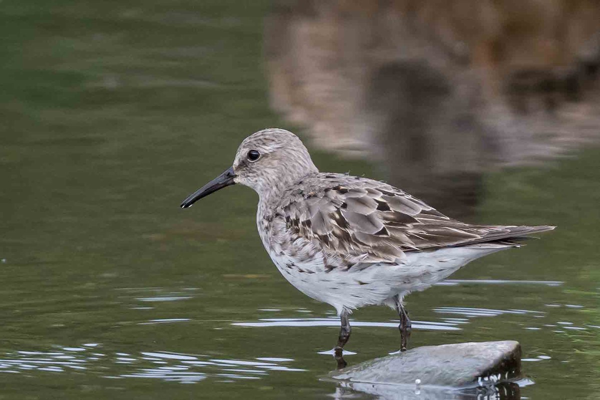 White-rumped Sandpiper - ML623874142