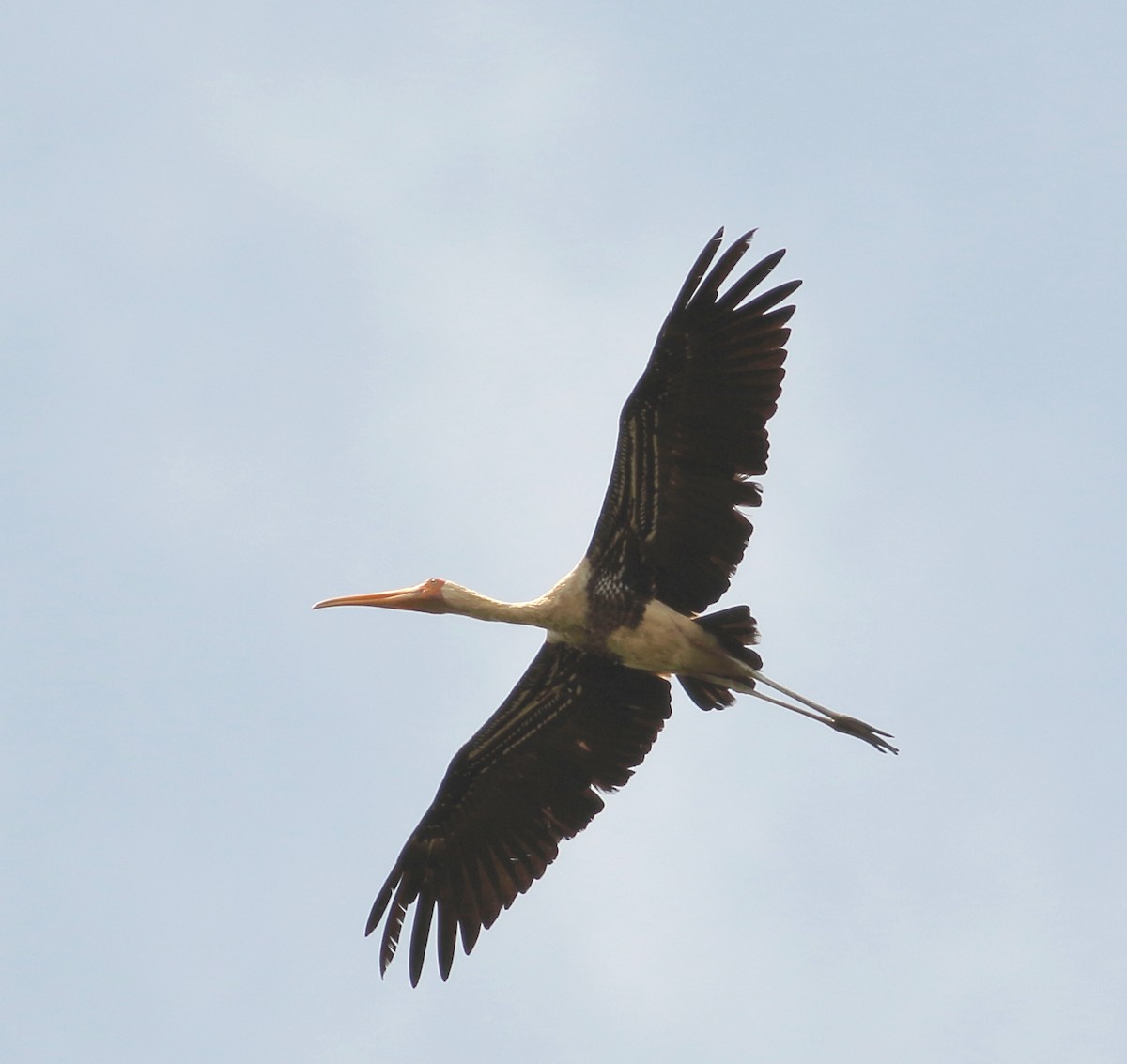 Painted Stork - ML623874143