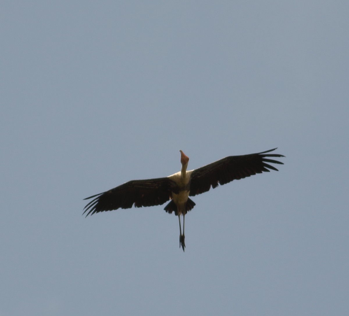 Painted Stork - ML623874146