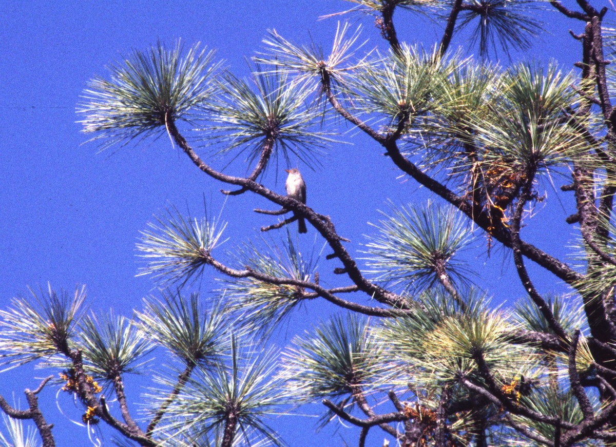 Greater Pewee - Brad Carlson