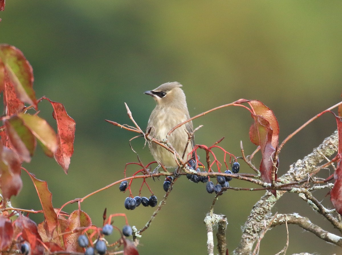 Cedar Waxwing - ML623874155