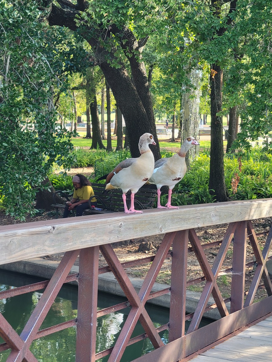 Egyptian Goose - ML623874158