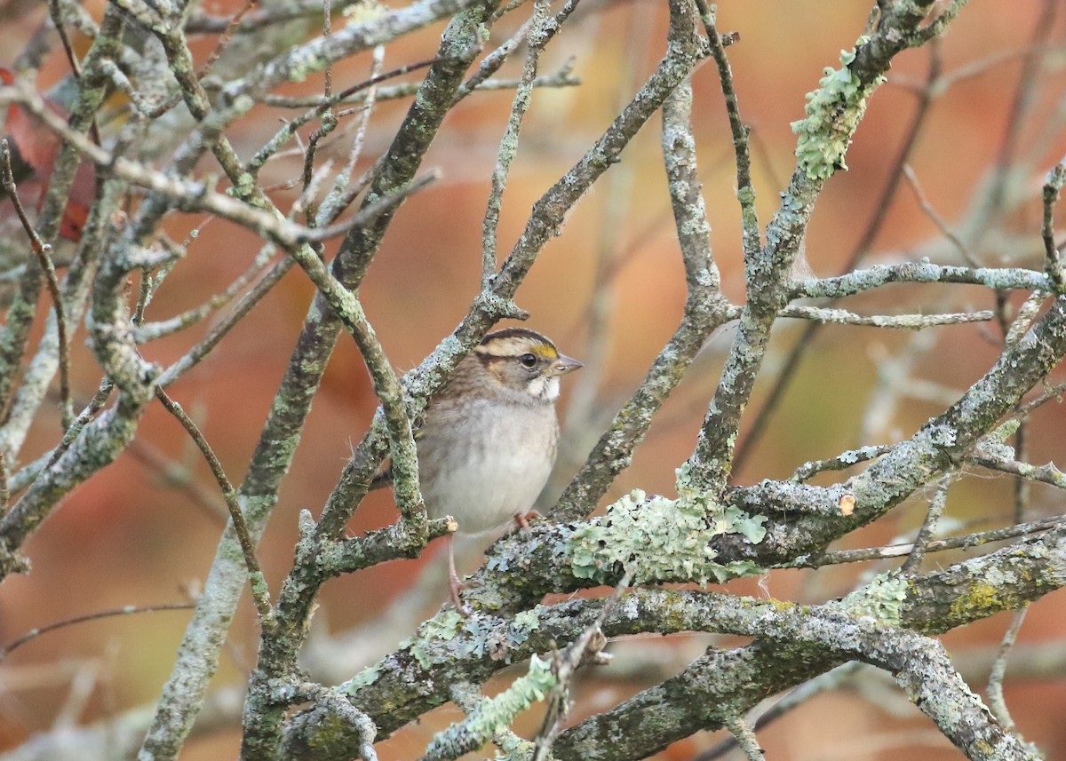 White-throated Sparrow - ML623874161