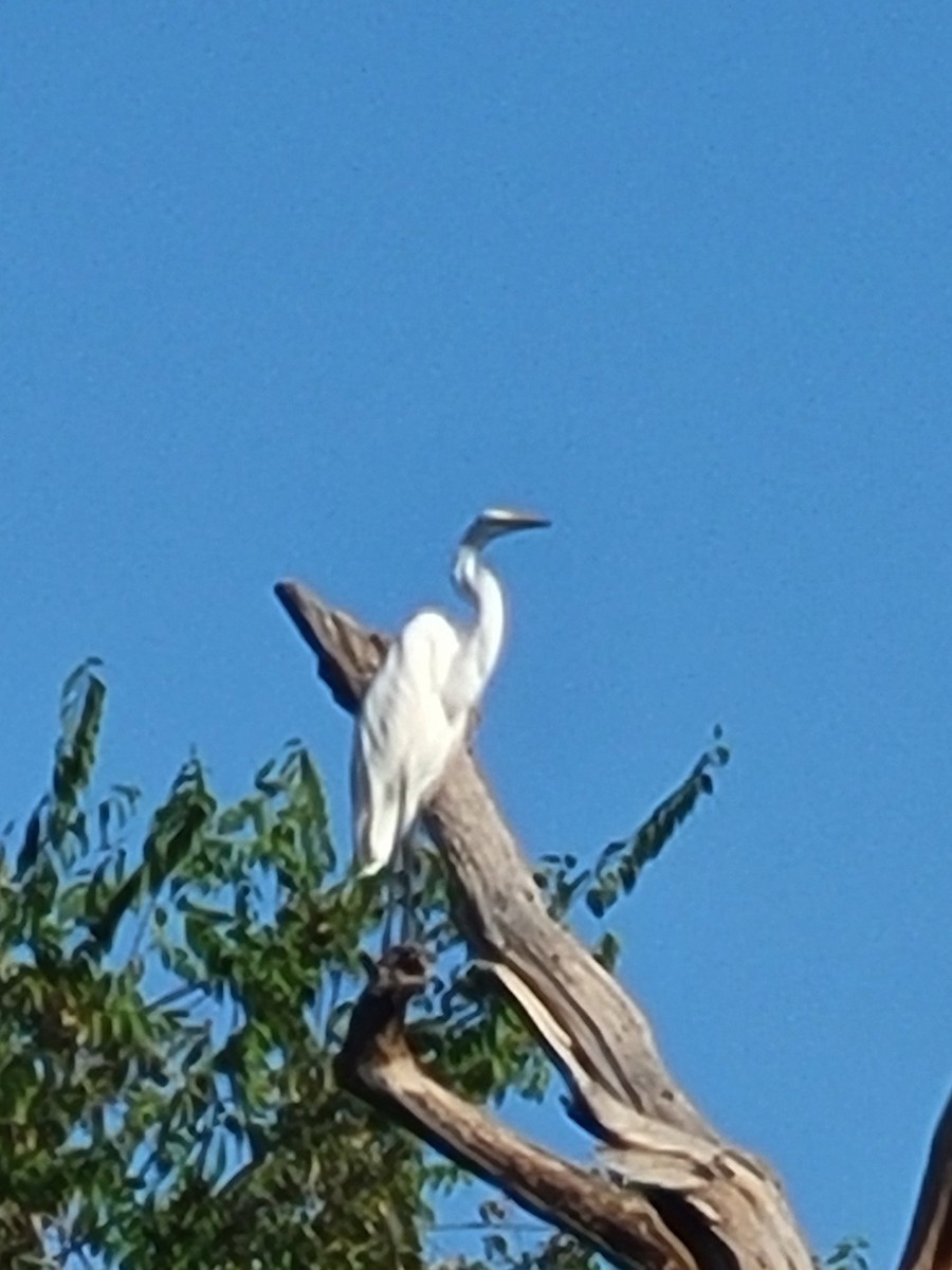 Great Egret - ML623874163