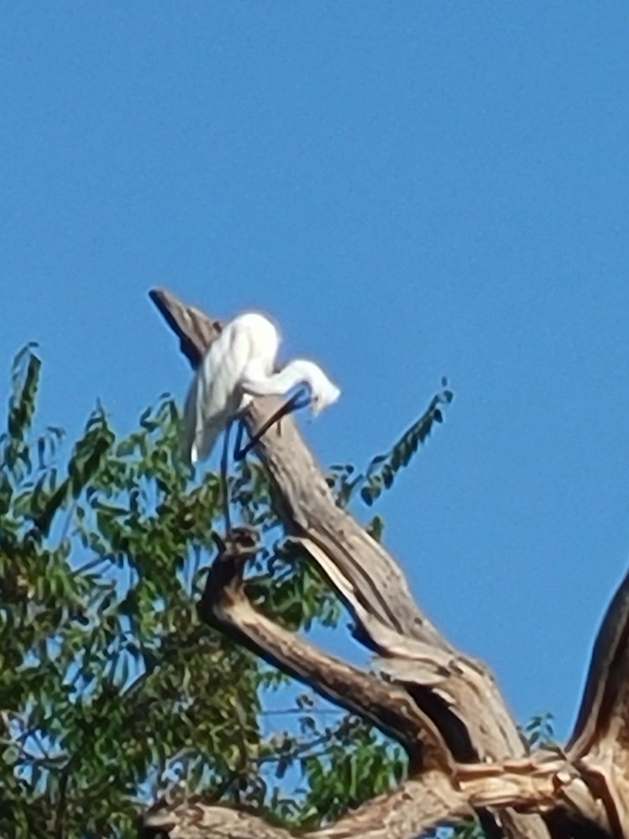 Great Egret - ML623874164