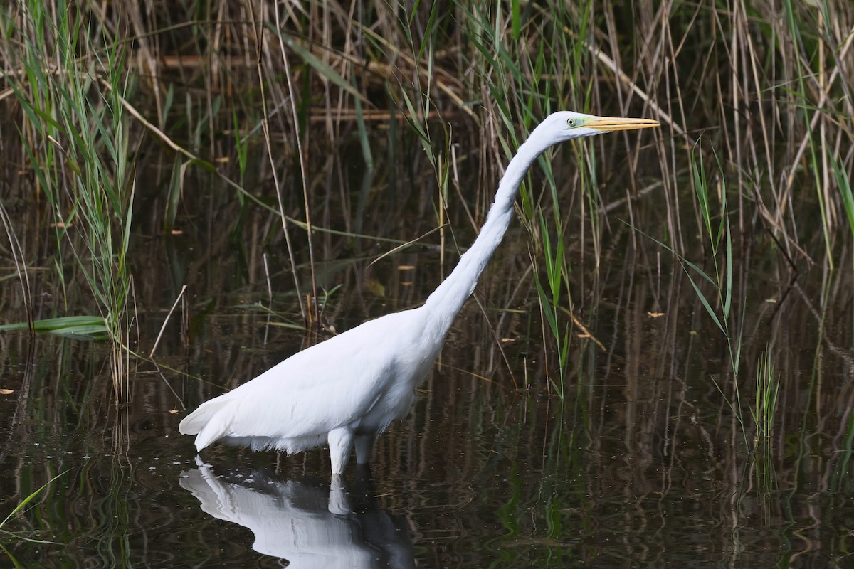 Great Egret - ML623874172