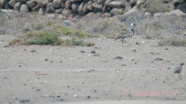 African Houbara (Canary Is.) - ML623874182