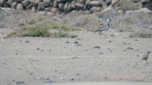 Houbara Bustard (Canary Is.) - ML623874182