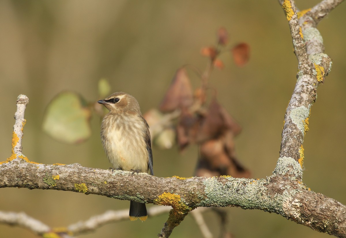 Cedar Waxwing - ML623874185