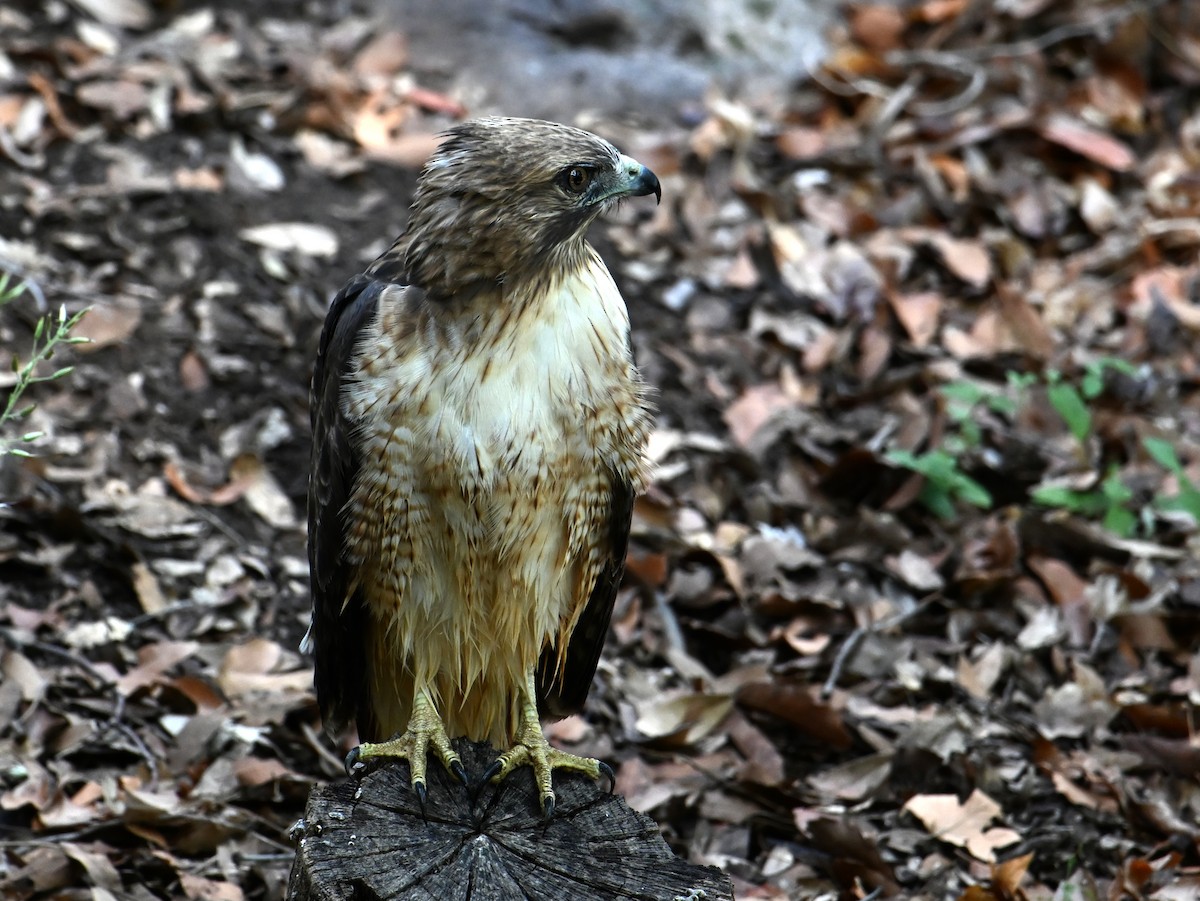 Red-tailed Hawk - ML623874204