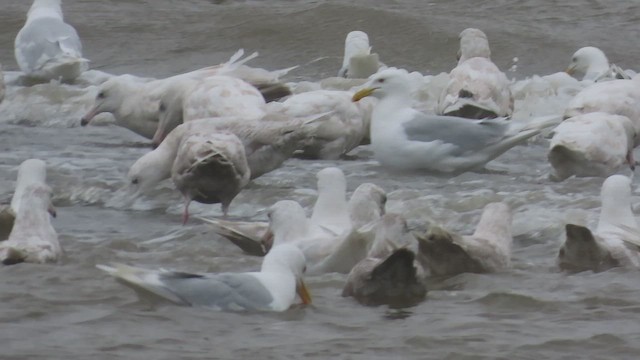 Glaucous Gull - ML623874209