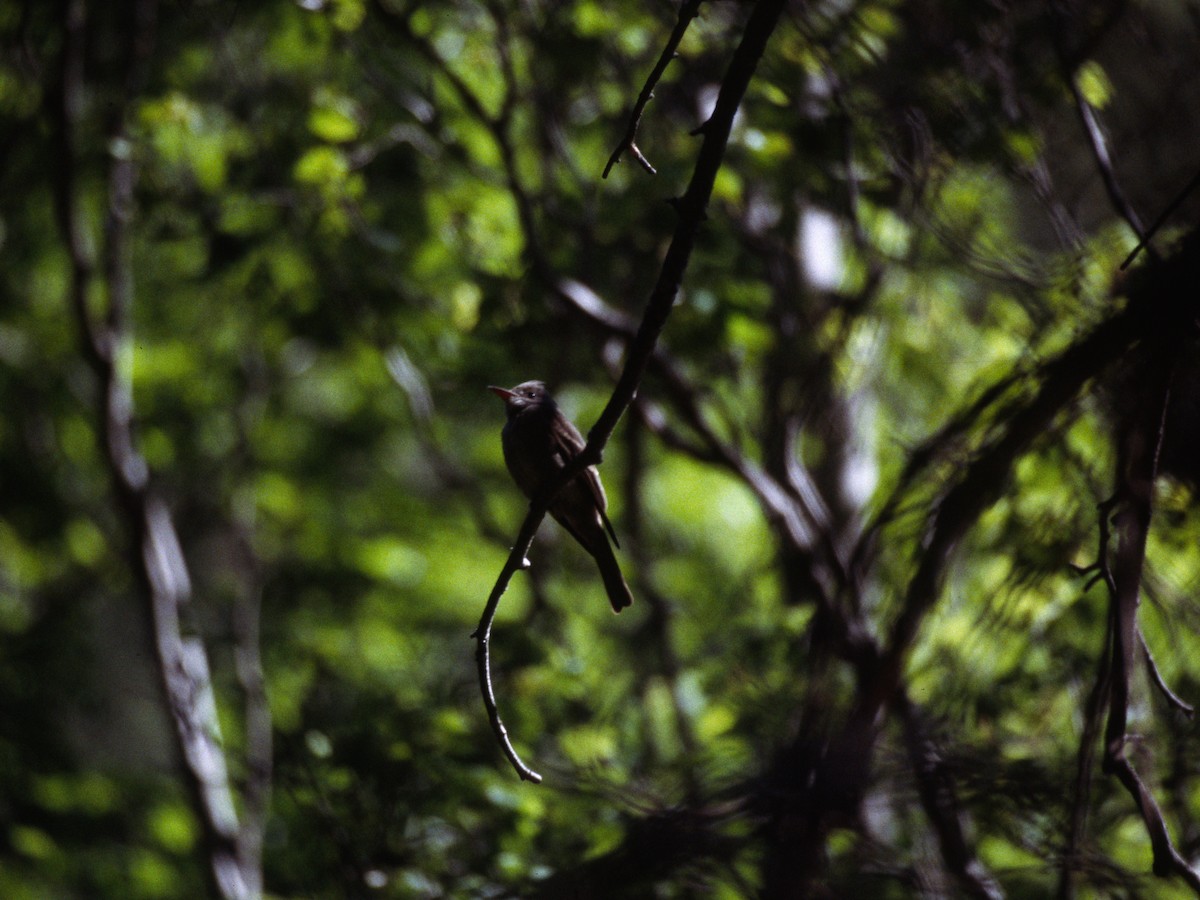 Greater Pewee - ML623874221