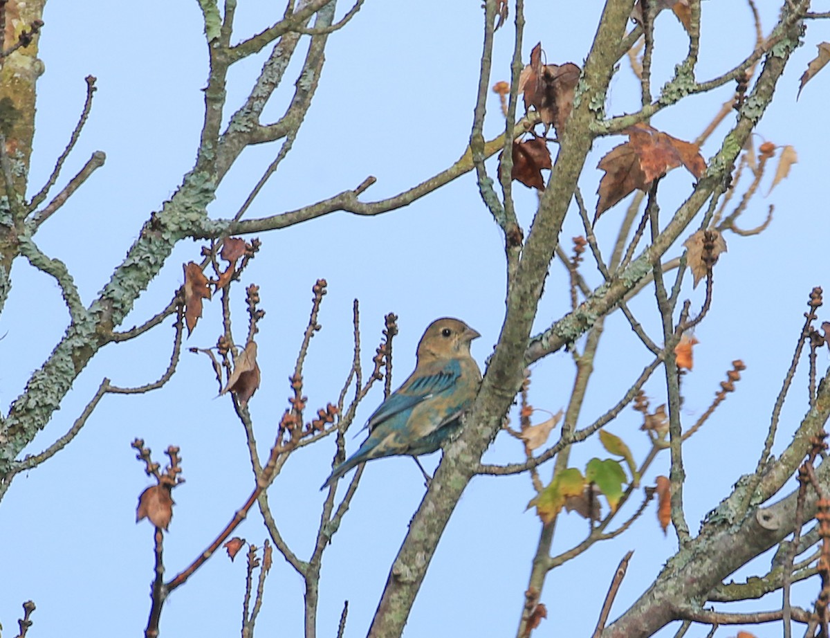 Indigo Bunting - ML623874225