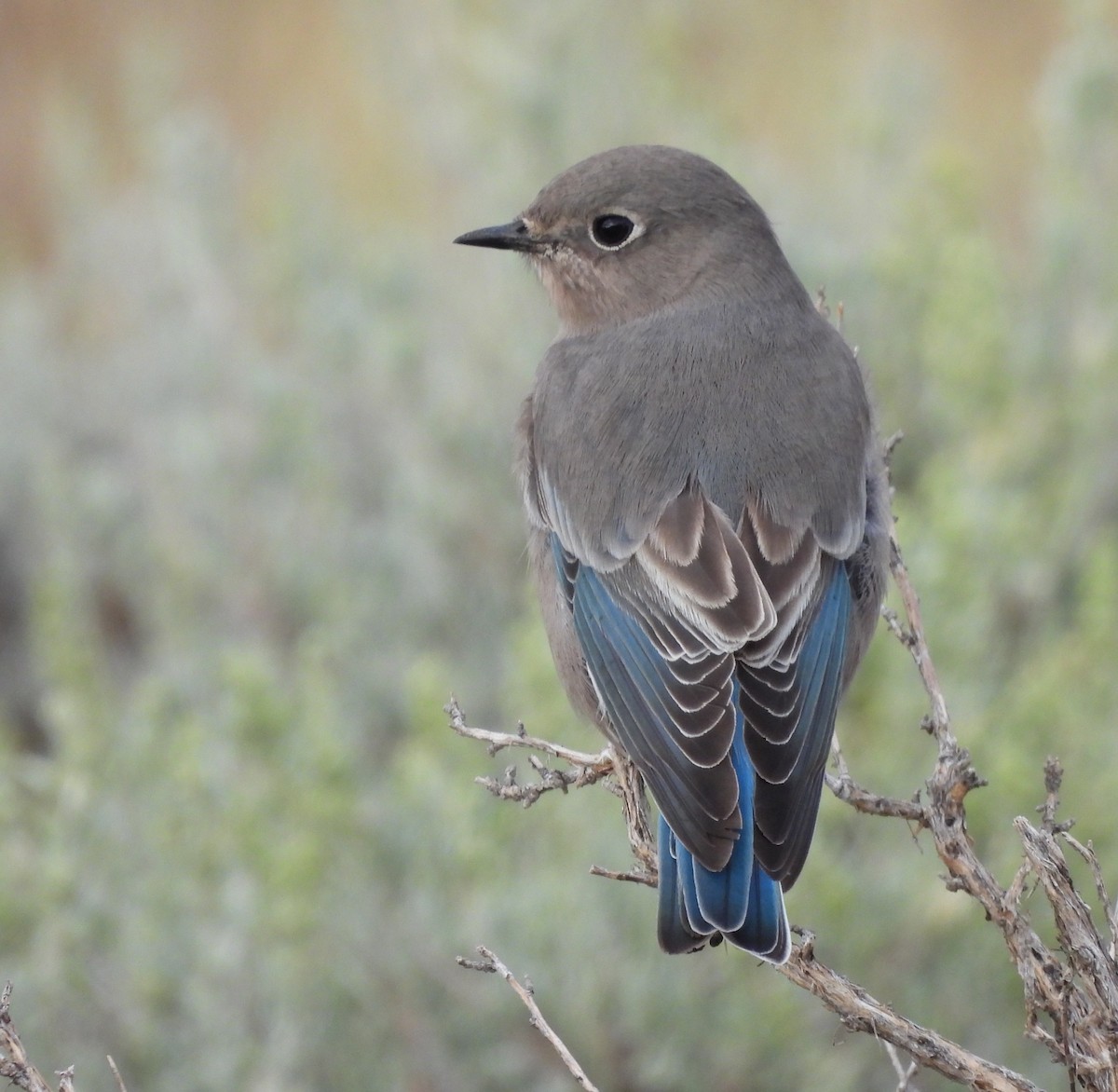 Mountain Bluebird - ML623874236